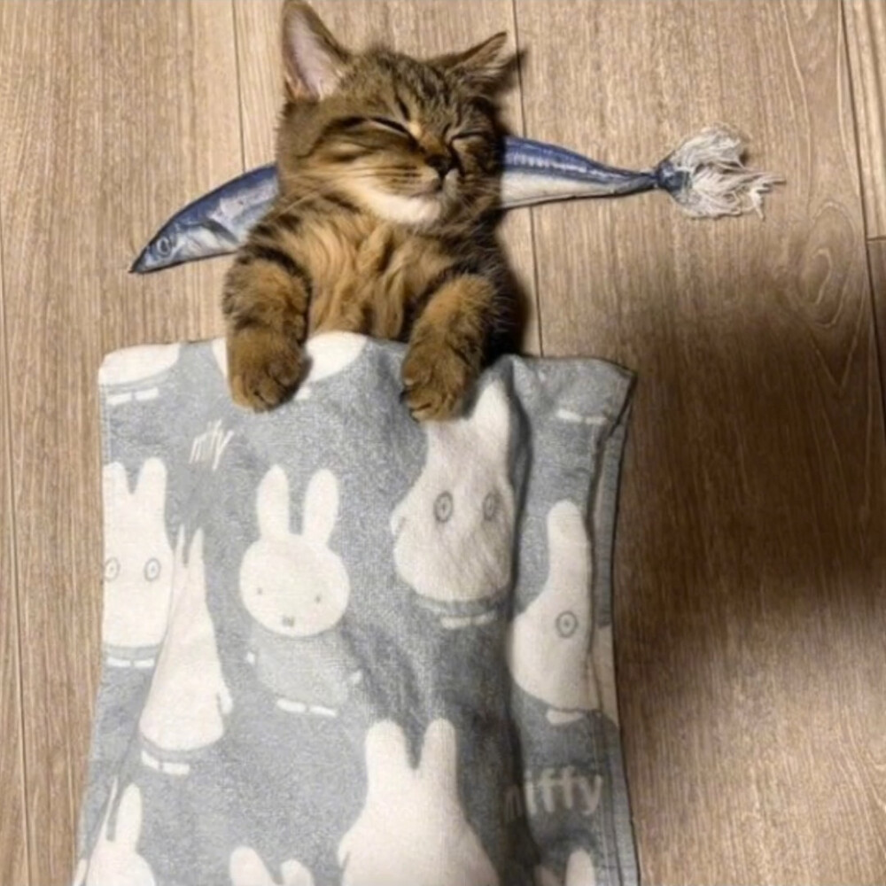 小众头像 猫咪