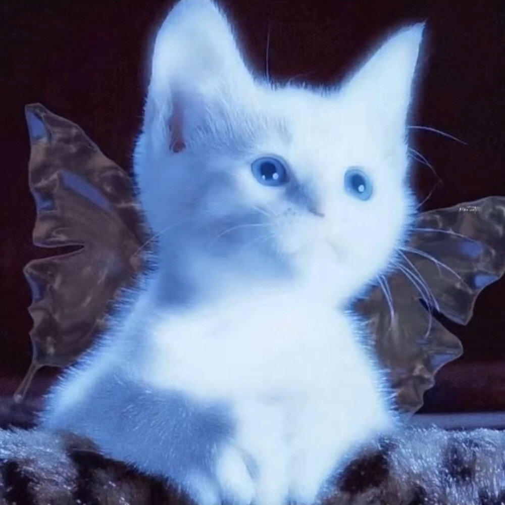 小众头像 猫咪