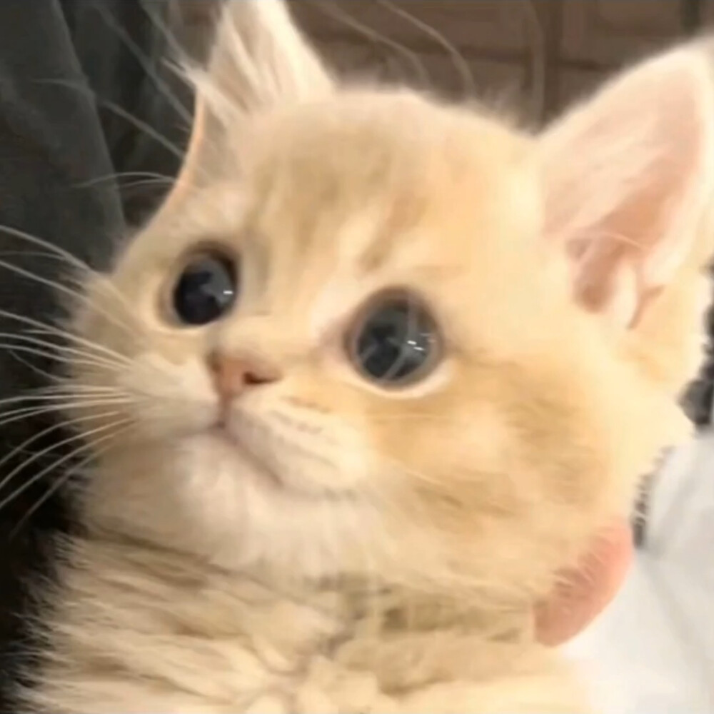小众头像 猫咪