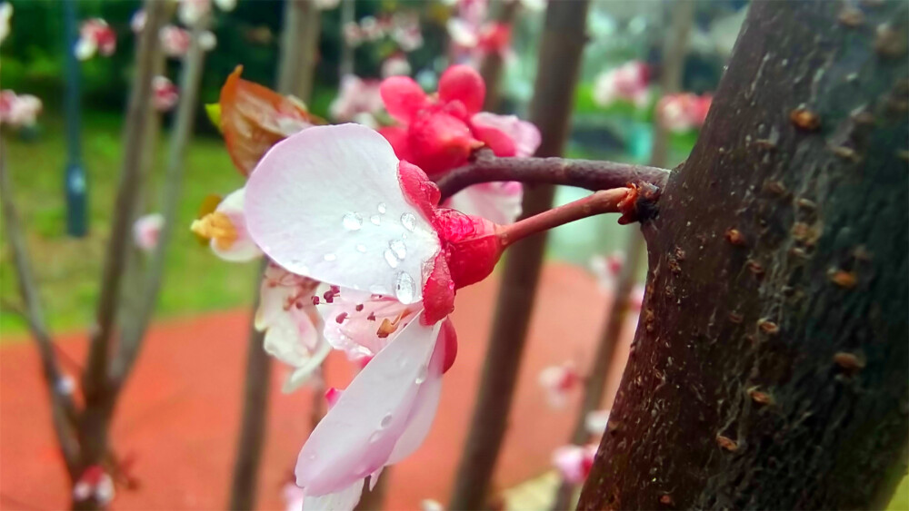 吉安赏花：春雨滋润下的美人梅格外娇艳