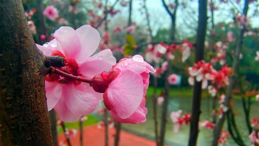 吉安赏花：春雨滋润下的美人梅格外娇艳