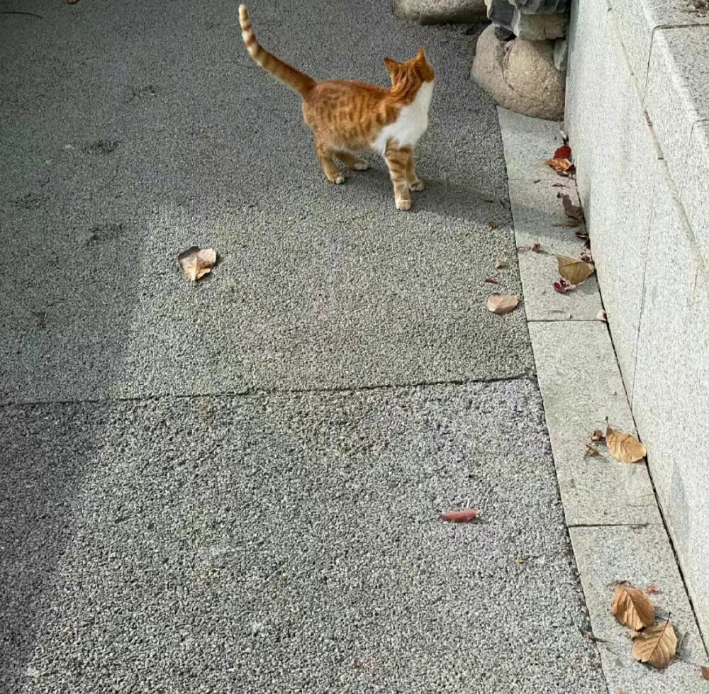 @春山青野: “我对自己说，跨过去，春天不远了，永远不要失去发芽的心情。” —林清玄