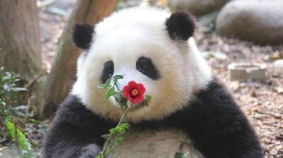 熊猫花花