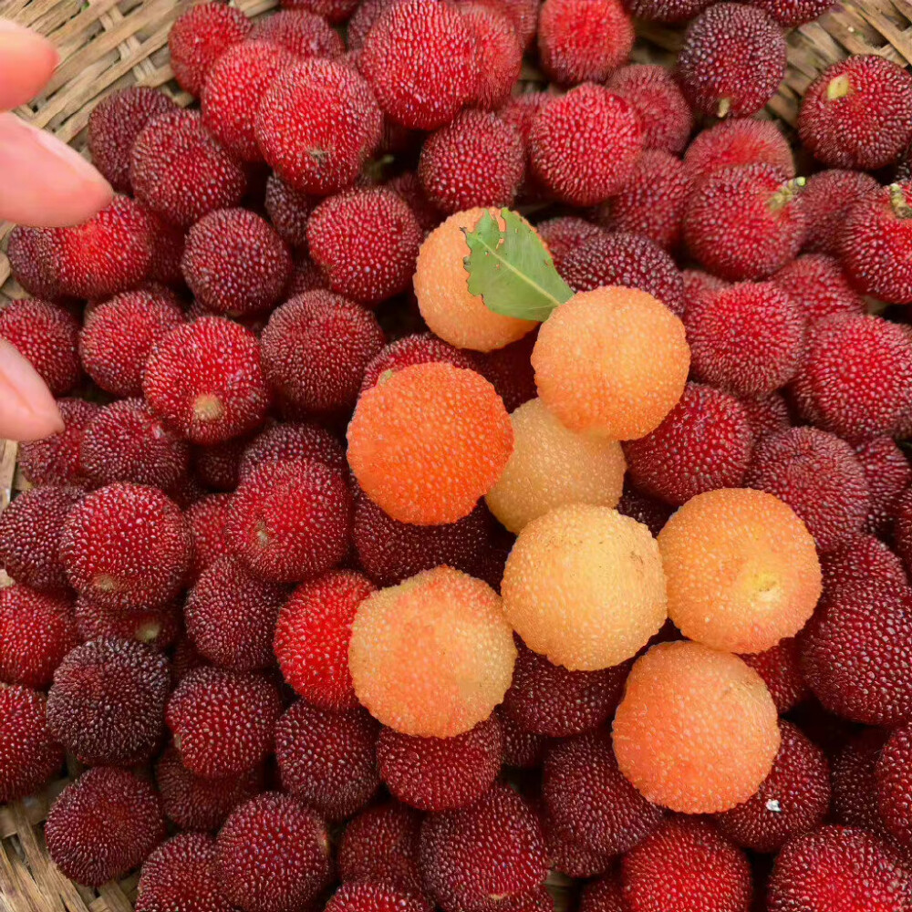成熟的颜色