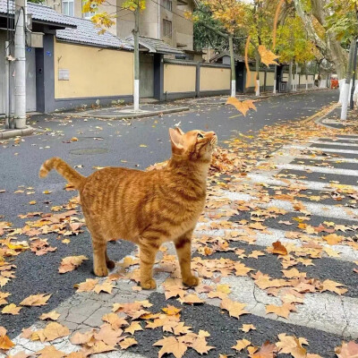ins萌宠