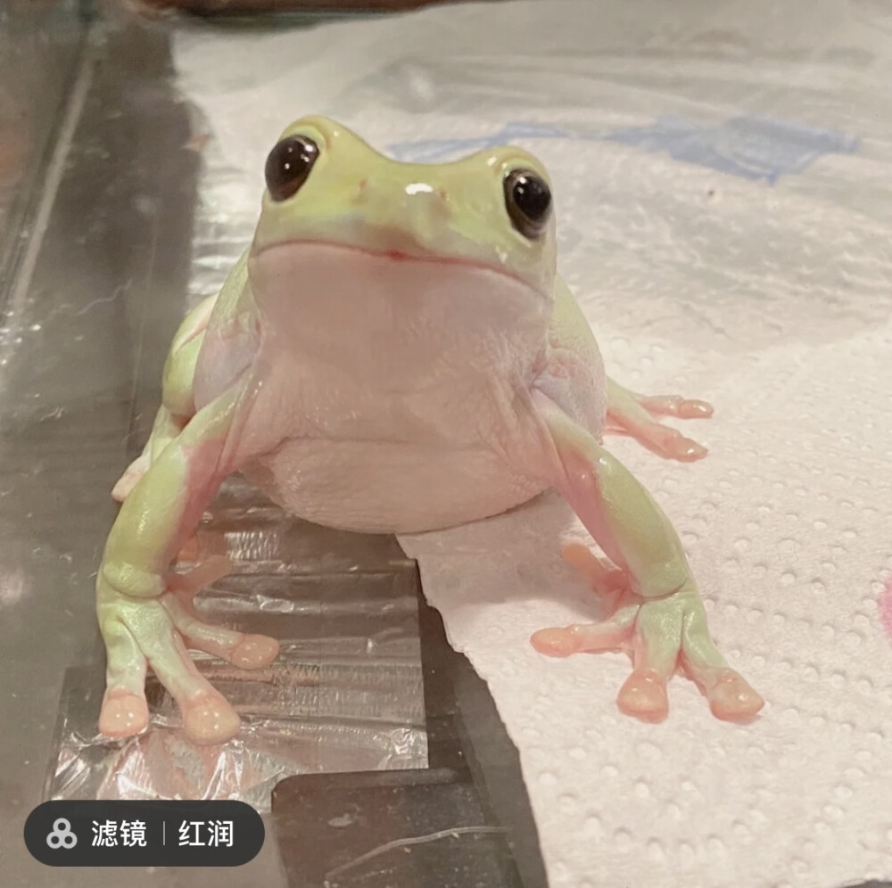 树蛙