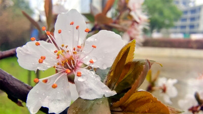 吉安赏花：春雨滋润下的紫叶李花清新秀丽