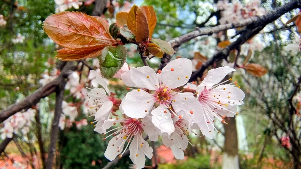 吉安赏花：春雨滋润下的紫叶李花清新秀丽