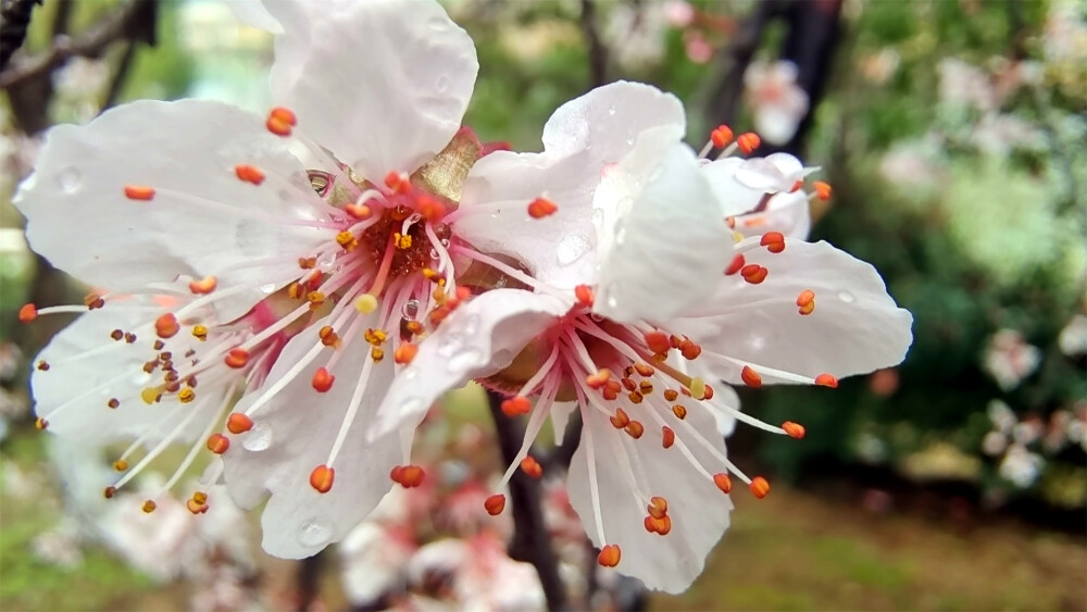 吉安赏花：春雨滋润下的紫叶李花清新秀丽