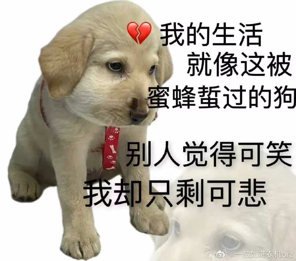 沙雕图 表情包 梗图 meme