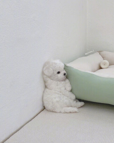 可爱狗狗
图源网络 侵则删