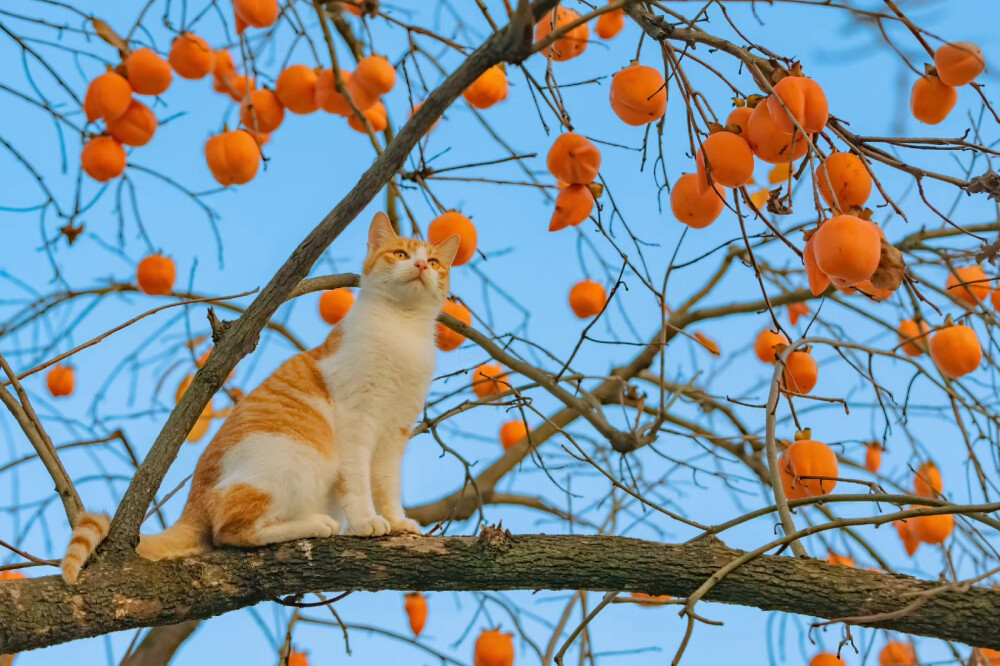 可爱猫猫
图源网络 侵则删