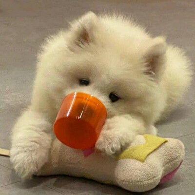狗狗