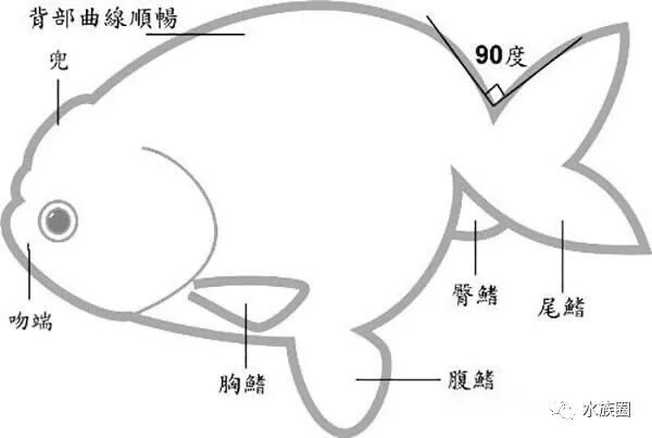 兰寿入坑2023.2.26