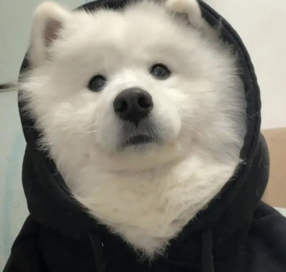 宠物头像