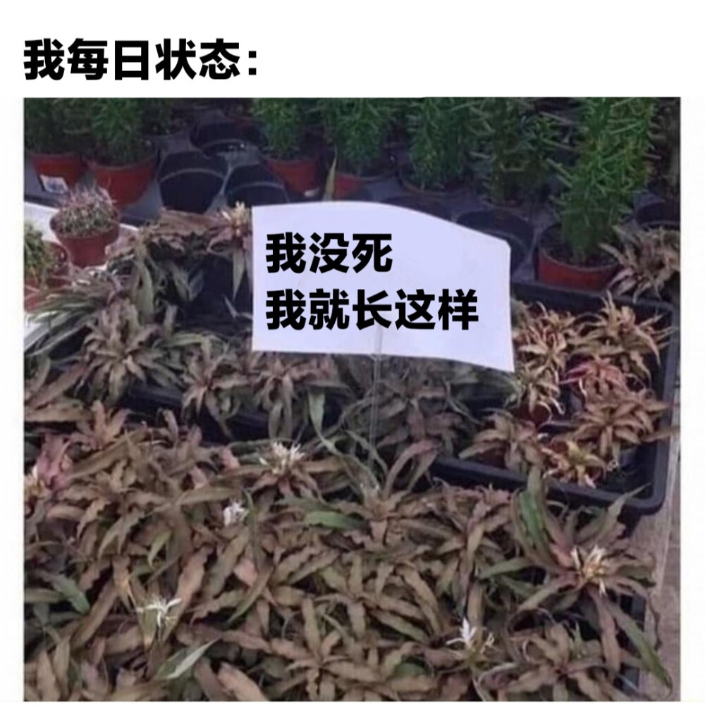 我没死 我就长这样