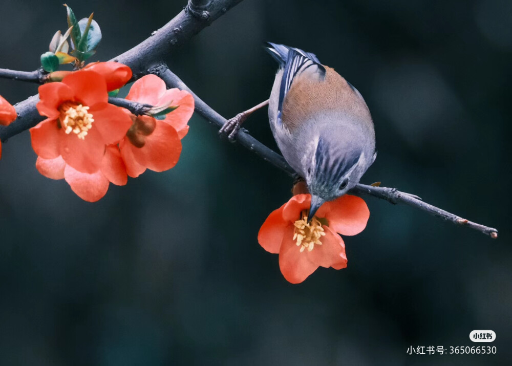 花鸟