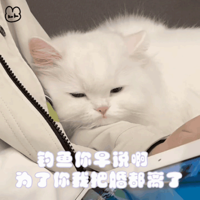 猫猫表情