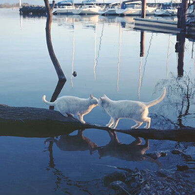 小众头像 猫咪狗狗