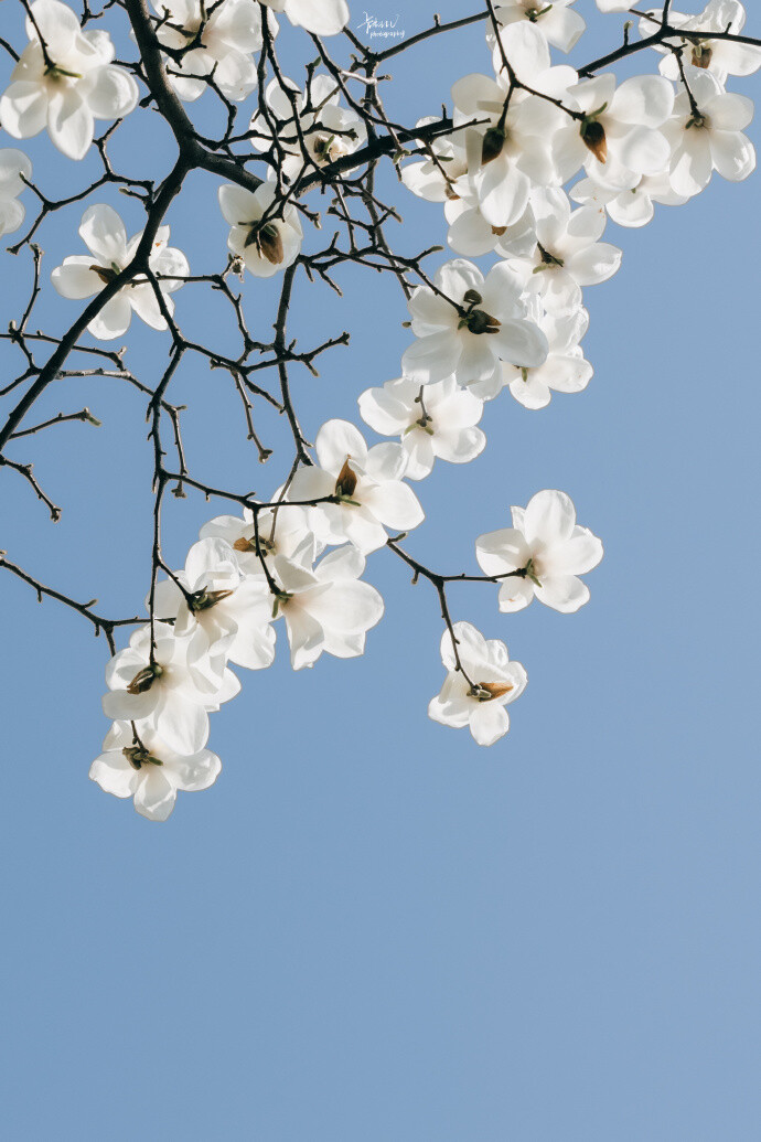 玉兰花壁纸