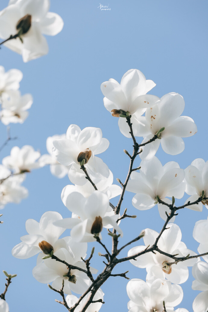 玉兰花壁纸
