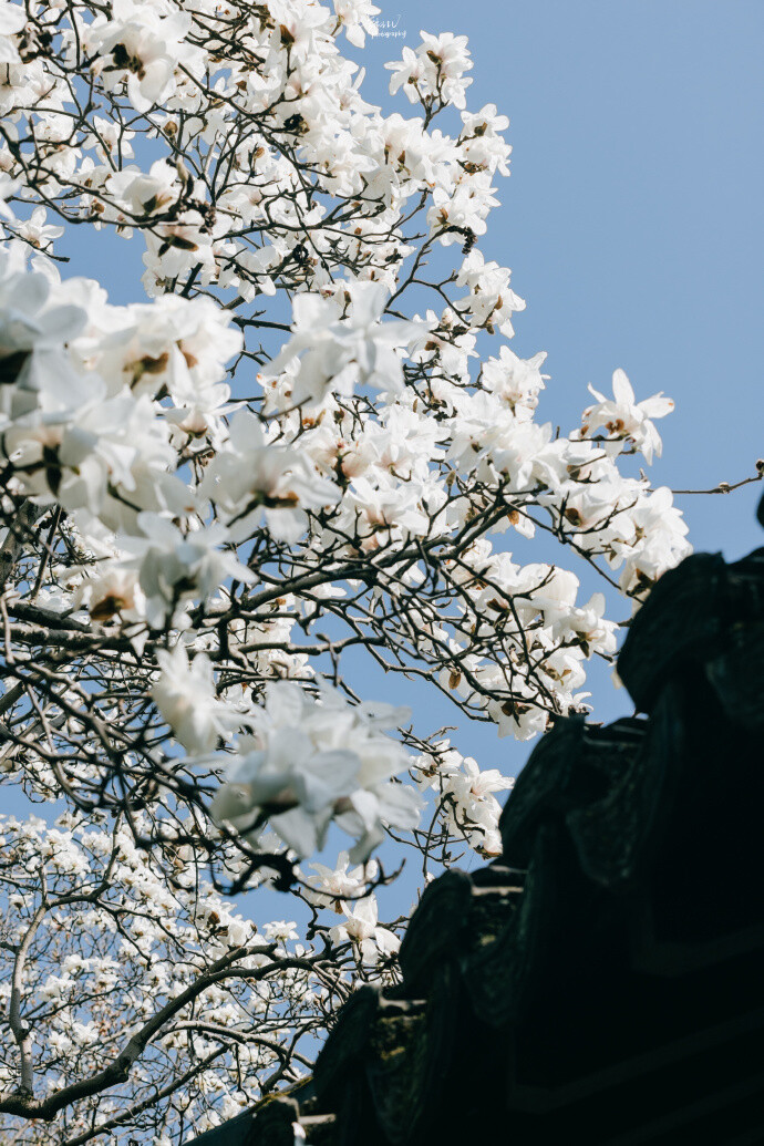 玉兰花壁纸
