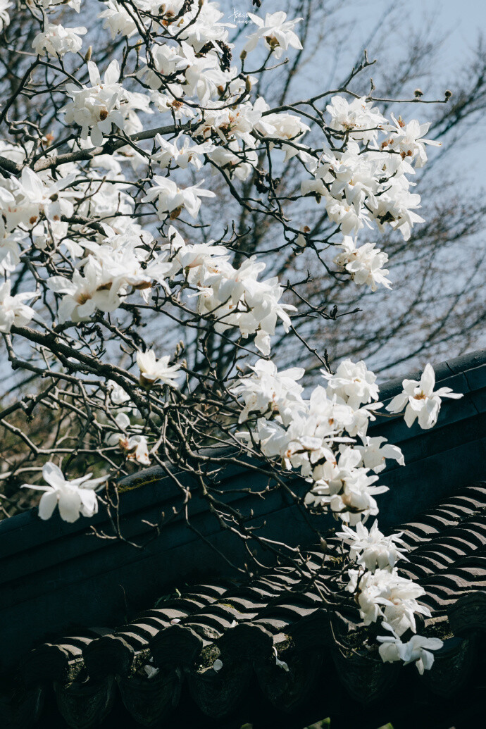 玉兰花壁纸
