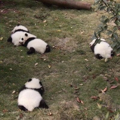 熊猫堆，芝麻丸子露馅