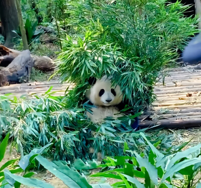 大熊猫和花