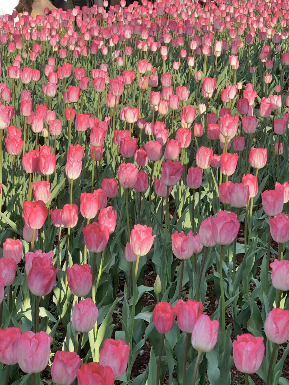 花瓣掉到了地上