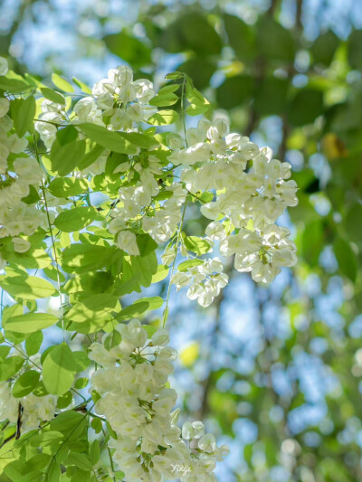 春日清新绿意花花壁纸
来自网络侵删