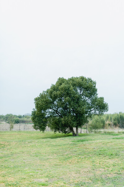 春日暴走
摄影：洪小漩
出镜：家人
良渚文化遗址公园，多年前它还不是遗址公园的时候，我就约着女生去拍照。那里很美，对我而言是秘密宝藏地般的存在。
后来，被开发成了遗址公园，圈起了地，每次需要预约扫码才…