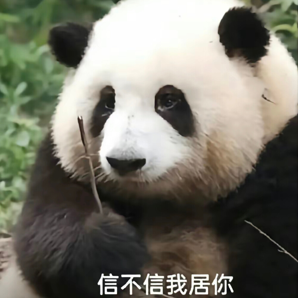 ▸大熊猫和花表情包
"斧头山顶流女明星—可爱花花"