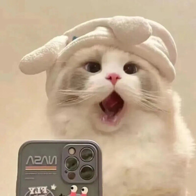 动物情头
