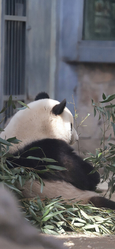 ▸大熊猫萌兰
"西直门三太子—越狱么么儿"