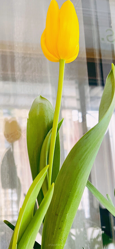 郁金香花语是祝福、永恒、博爱，愿你星河入眼，尽是世间温柔
❀ 壁纸