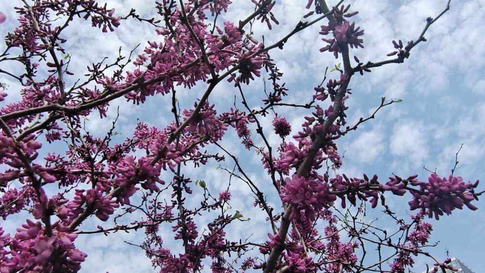 吉安赏花：紫荆花开春色美
进入3月以来，在江西吉安城区的大街小巷、公园景区，处处可见正在怒放的紫荆花，它们用自己美丽的色彩装扮着春天，美得让人陶醉。