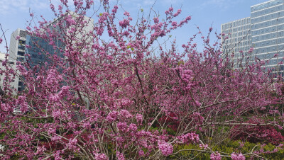 吉安赏花：紫荆花开春色美
进入3月以来，在江西吉安城区的大街小巷、公园景区，处处可见正在怒放的紫荆花，它们用自己美丽的色彩装扮着春天，美得让人陶醉。