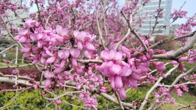 吉安赏花：紫荆花开春色美
进入3月以来，在江西吉安城区的大街小巷、公园景区，处处可见正在怒放的紫荆花，它们用自己美丽的色彩装扮着春天，美得让人陶醉。