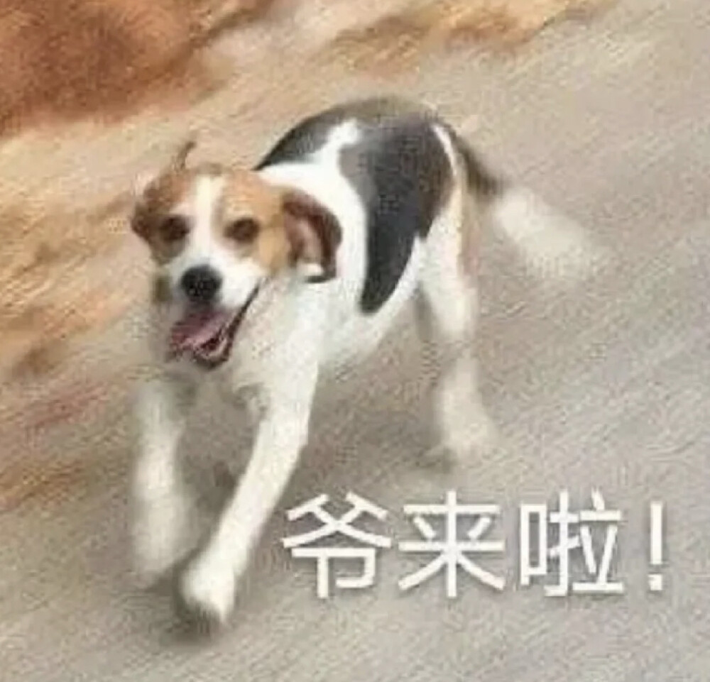 小红薯