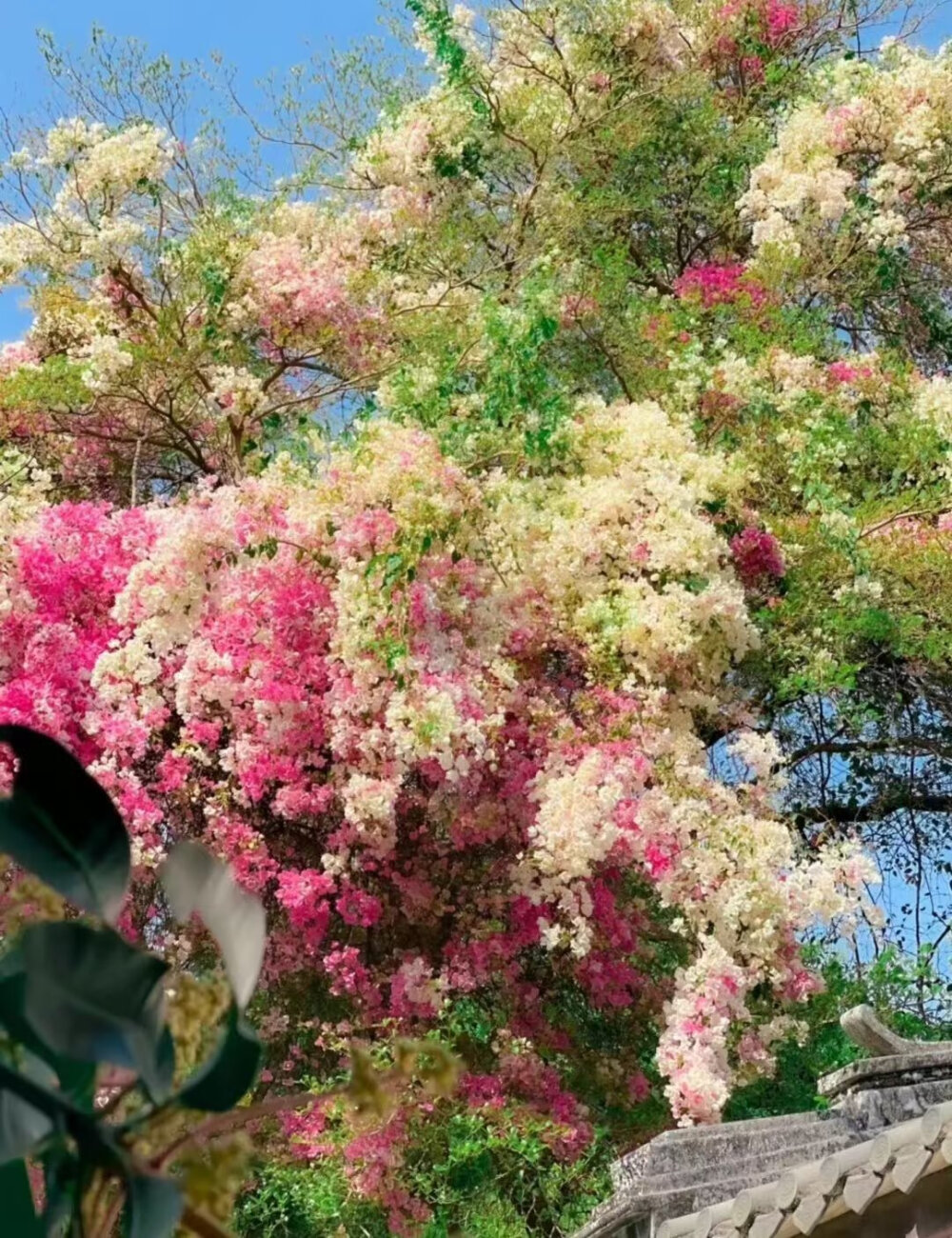 花树