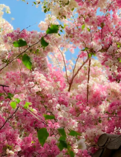 花树