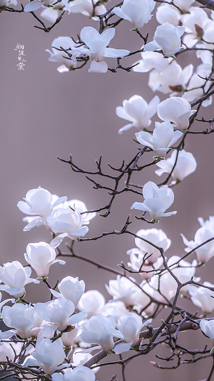 玉兰花壁纸