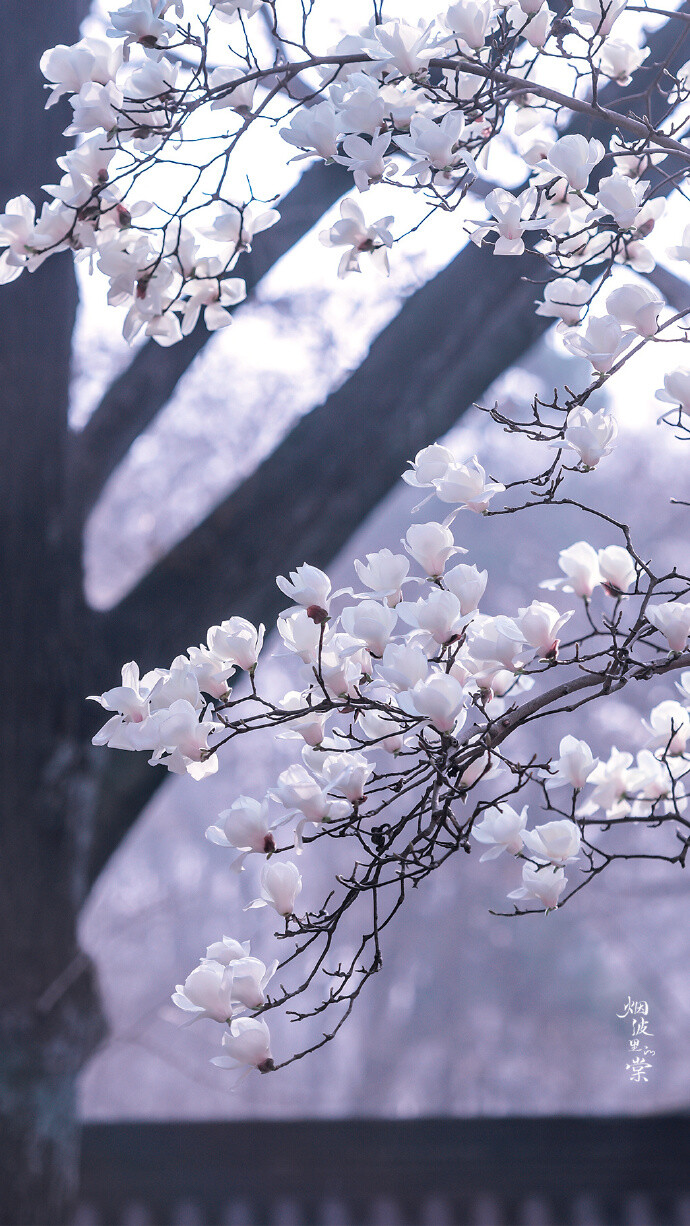 玉兰花壁纸