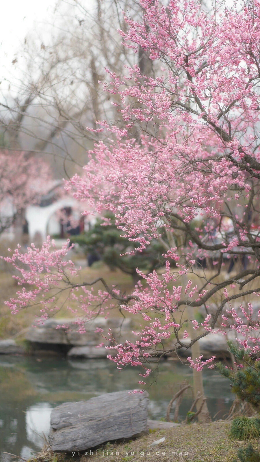 花 壁纸