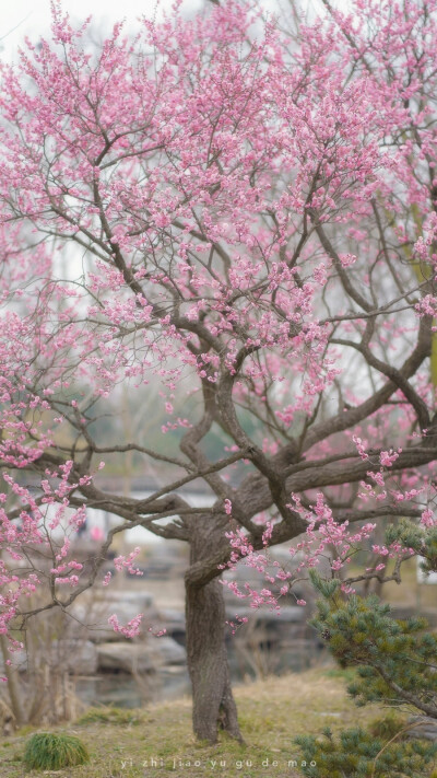 花 壁纸