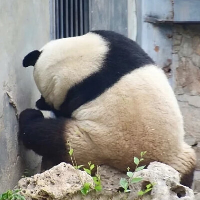 ▸大熊猫萌兰头像
"西直门三太子—越狱么么儿"