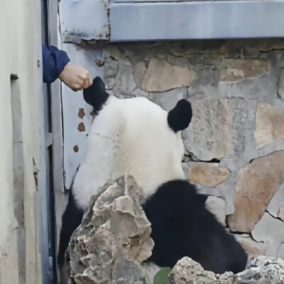 ▸大熊猫萌兰头像
"西直门三太子—越狱么么儿"