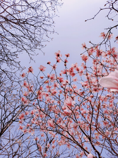 春天的花