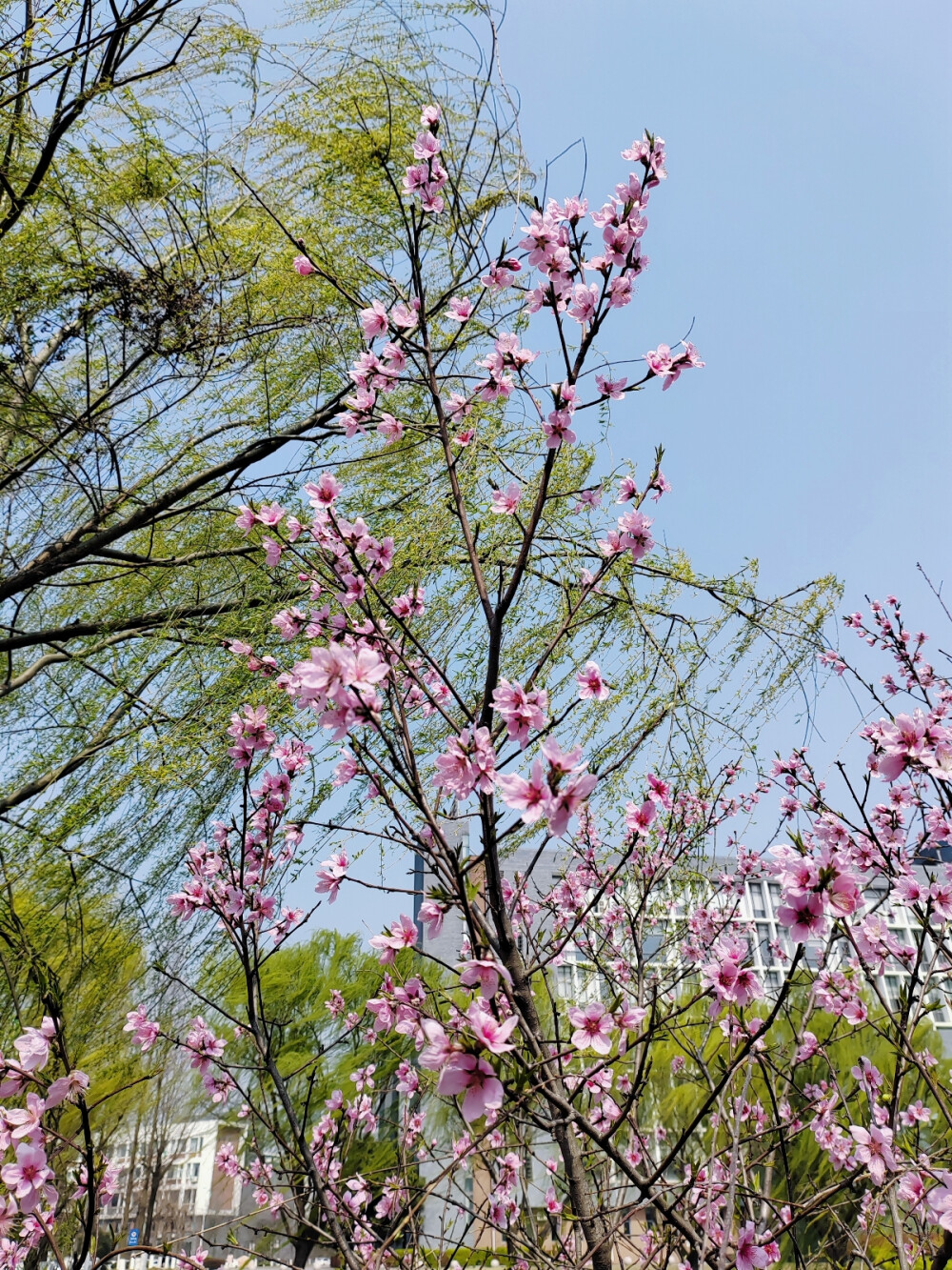 春天的花